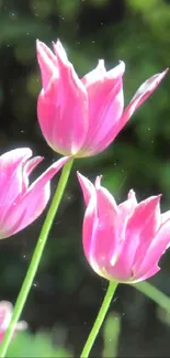 Three pink tulips with green blades in lush background.