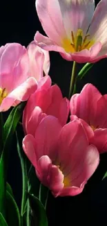 Pink tulip blooms on dark background, elegant floral wallpaper.