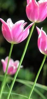 Close-up of vibrant pink tulips against a green background.