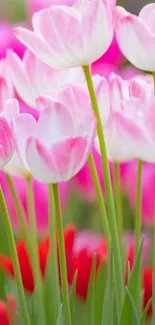 Close-up of pink tulip blossoms with green stems and a blurred natural background.