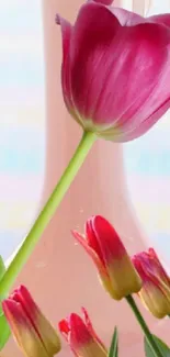 Vibrant pink tulips in a pastel vase setting on wallpaper.