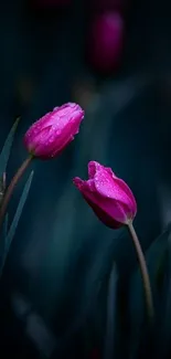 Elegant pink tulips with dew drops on a dark background.