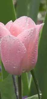 Dewy pink tulip with green leaves background.