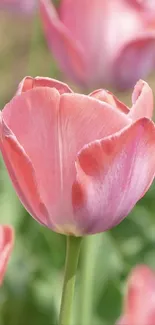 Close-up of a pink tulip on a green background.