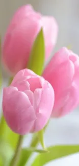 Mobile wallpaper featuring elegant pink tulips in bloom with soft green leaves.