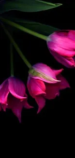 Elegant pink tulips with a dark background for mobile wallpaper.