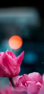 Vibrant pink tulips in focus with soft blurred background.