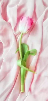 Elegant pink tulip on soft pink fabric background.