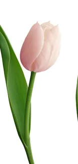 Elegant wallpaper with pink tulip and green leaves against a white background.