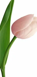 Elegant pink tulip with green leaf on a white background.