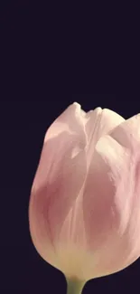 A single pink tulip on a dark background mobile wallpaper.