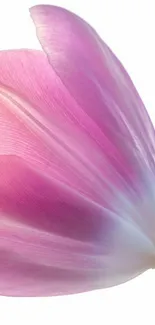 Close-up of a pink tulip flower on a white background.