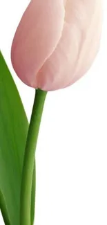 Elegant light pink tulip with green leaf on white background.