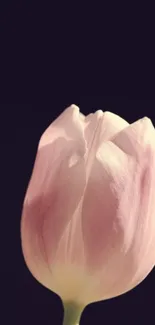 Soft pink tulip against a dark background on a mobile wallpaper.