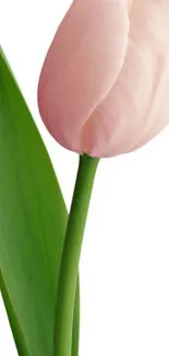 Elegant single pink tulip with green leaf on white background.