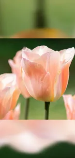 Elegant pink tulip flowers in bloom against green background.