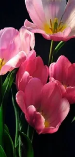 Mobile wallpaper of elegant pink tulips against a dark background.