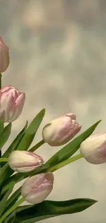 Soft pink tulips with green leaves on blurred background.