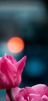 Beautiful pink tulips with a blurred bokeh background.