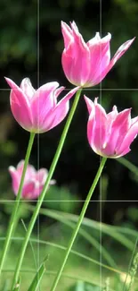 Mobile wallpaper of bright pink tulips with a lush green background.