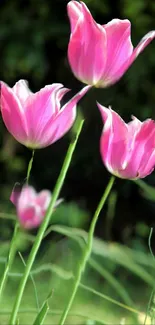 Elegant pink tulips with green stems in a natural setting.