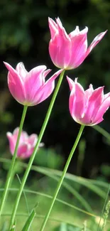 Three elegant pink tulips against a lush green background.