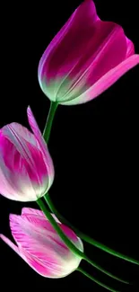 Mobile wallpaper featuring elegant pink tulips on a black background.