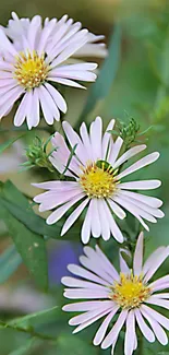 Close-up of delicate pink wildflowers with green leaves in a serene setting.