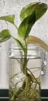 Green plant in a glass jar by rainy window.