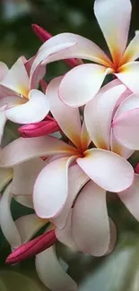 Close-up of elegant pink plumeria flowers on a serene mobile wallpaper.