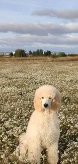 White poodle in a field of flowers under a cloudy sky.