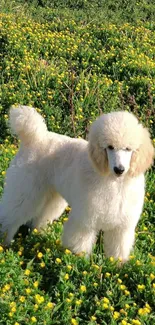 Elegant white poodle standing in green grass with yellow flowers.