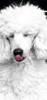 White poodle on a black background, tongue out slightly.