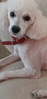 Elegant poodle lounging on a sofa with a red collar.