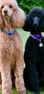 Three elegant poodles posing in a vibrant garden setting.