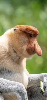 Proboscis monkey sitting on a branch in lush greenery.