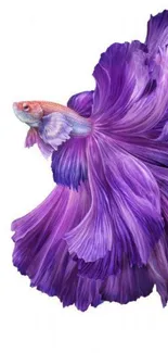 Elegant purple Betta fish with flowing fins wallpaper.