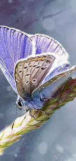 Close-up of a purple butterfly on a plant.