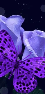 Purple butterfly resting on vibrant purple roses.