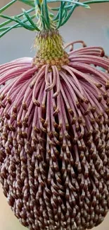 Purple cone flower with intricate design and green leaves.