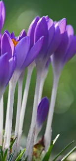 Purple crocus flowers against a green backdrop.