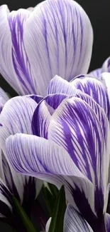 Elegant purple crocus flowers with delicate petals.