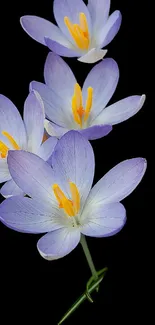 Elegant purple crocus flowers on black background.