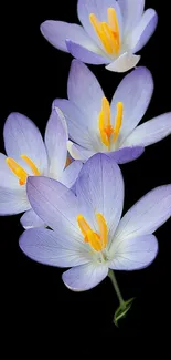 Elegant purple crocus flowers on a black background.