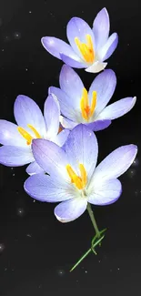 Purple crocus flower on a black background mobile wallpaper.