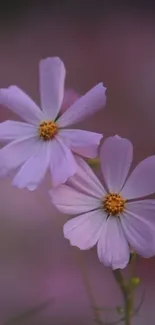 Purple flowers mobile wallpaper with elegant and serene design.