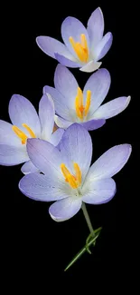 Elegant crocus flowers on black background wallpaper.
