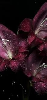 Dark purple flowers with dewdrops, perfect for mobile wallpaper.