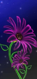 Purple daisy flowers with green stems on a dark blue background.