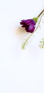 Purple flower on white background wallpaper, minimalist design.